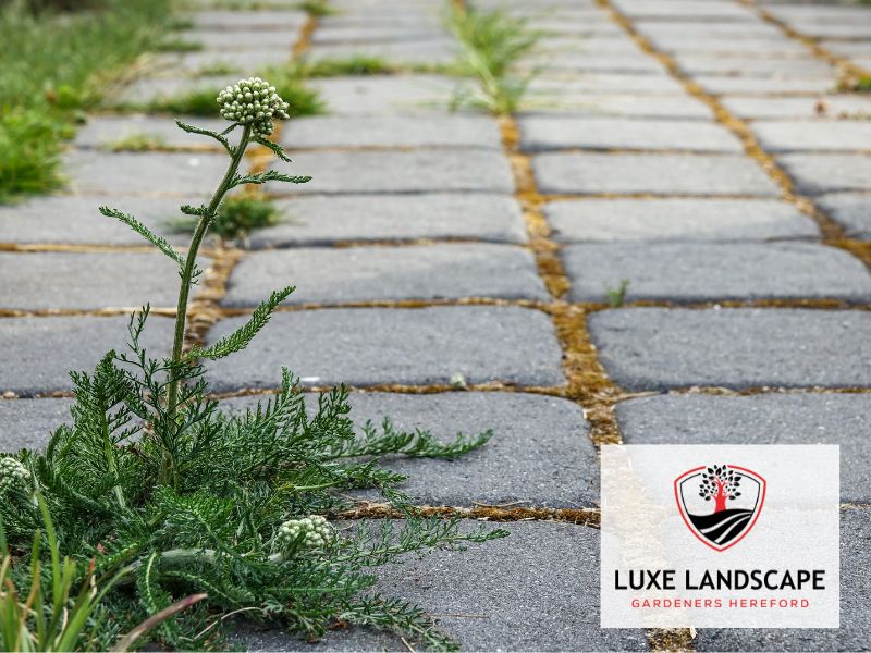 landscape maintenance Garden Hereford weeds